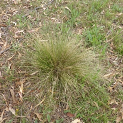 Nassella trichotoma (Serrated Tussock) at Garran, ACT - 26 Jan 2015 by Mike