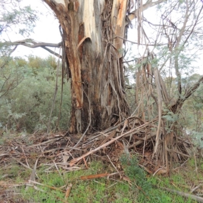 Eucalyptus viminalis (Ribbon Gum) at Tharwa, ACT - 9 Dec 2014 by michaelb