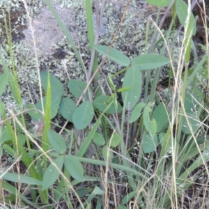 Glycine tabacina at Tennent, ACT - 26 Dec 2014