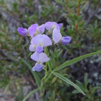 Glycine clandestina (Twining Glycine) at Tennent, ACT - 26 Dec 2014 by MichaelBedingfield