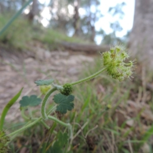 Hydrocotyle laxiflora at Tennent, ACT - 26 Dec 2014 07:36 PM