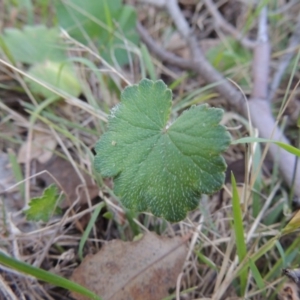 Hydrocotyle laxiflora at Tennent, ACT - 26 Dec 2014