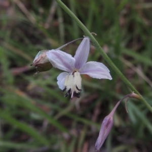 Arthropodium milleflorum at Tennent, ACT - 26 Dec 2014