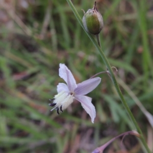 Arthropodium milleflorum at Tennent, ACT - 26 Dec 2014