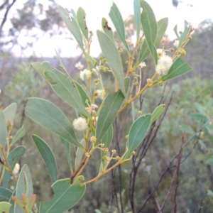 Acacia penninervis var. penninervis at Tennent, ACT - 26 Dec 2014