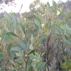 Acacia penninervis var. penninervis at Tennent, ACT - 26 Dec 2014 08:12 PM