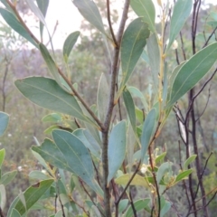 Acacia penninervis var. penninervis at Tennent, ACT - 26 Dec 2014