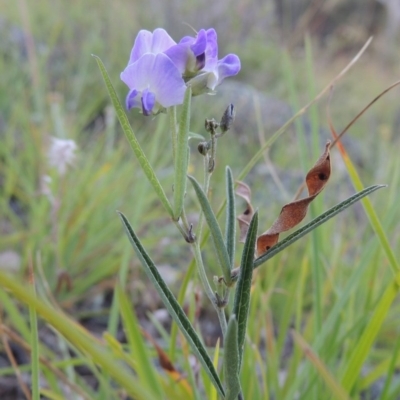 Glycine clandestina (Twining Glycine) at Tuggeranong Hill - 11 Nov 2014 by michaelb