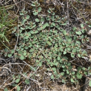 Euphorbia dallachyana at Majura, ACT - 31 Jan 2015