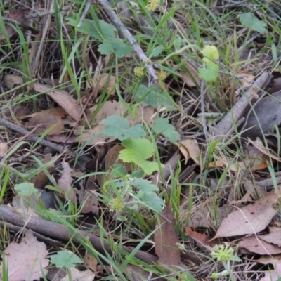 Hydrocotyle laxiflora (Stinking Pennywort) at Conder, ACT - 6 Dec 2014 by michaelb