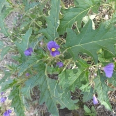 Solanum cinereum (Narrawa Burr) at Majura, ACT - 31 Jan 2015 by SilkeSma