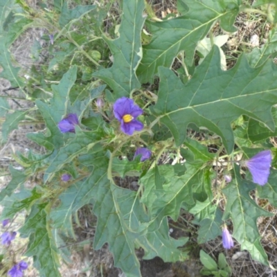 Solanum cinereum (Narrawa Burr) at Majura, ACT - 30 Jan 2015 by SilkeSma