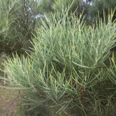 Acacia linearifolia (Narrow-leaved Wattle) at Majura, ACT - 30 Jan 2015 by SilkeSma
