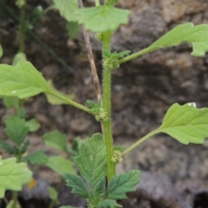 Dysphania pumilio at Tennent, ACT - 24 Jan 2015