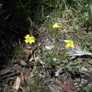 Goodenia pinnatifida at Campbell, ACT - 31 Jan 2015 12:20 PM