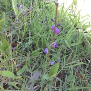 Glycine tabacina at Campbell, ACT - 31 Jan 2015 12:22 PM