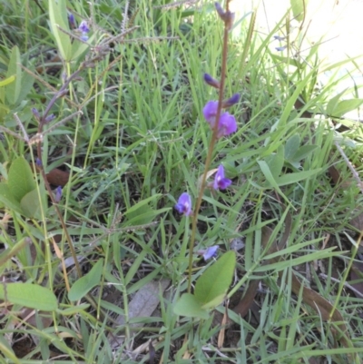 Glycine tabacina (Variable Glycine) at Mount Ainslie to Black Mountain - 31 Jan 2015 by SilkeSma