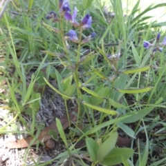 Glycine tabacina at Campbell, ACT - 31 Jan 2015 12:22 PM