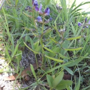 Glycine tabacina at Campbell, ACT - 31 Jan 2015 12:22 PM