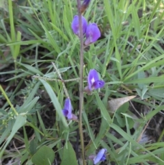 Glycine tabacina at Campbell, ACT - 31 Jan 2015 12:22 PM