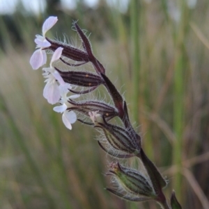 Silene gallica var. gallica at Chisholm, ACT - 25 Oct 2014