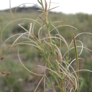 Epilobium billardiereanum subsp. cinereum at Theodore, ACT - 8 Jan 2015