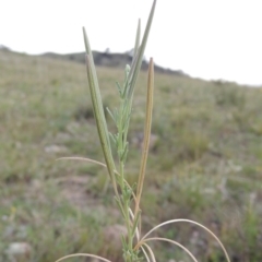 Epilobium billardiereanum subsp. cinereum at Theodore, ACT - 8 Jan 2015 06:53 PM