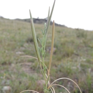 Epilobium billardiereanum subsp. cinereum at Theodore, ACT - 8 Jan 2015