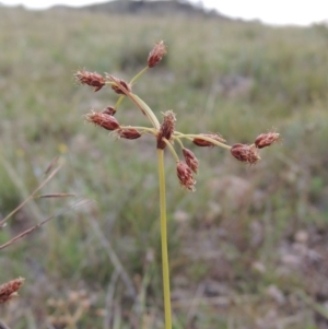 Fimbristylis dichotoma at Theodore, ACT - 8 Jan 2015