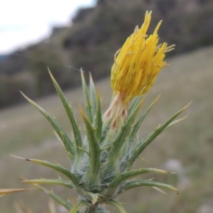 Carthamus lanatus at Theodore, ACT - 8 Jan 2015