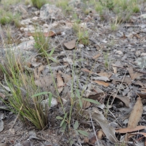 Grona varians at Theodore, ACT - 8 Jan 2015 07:12 PM