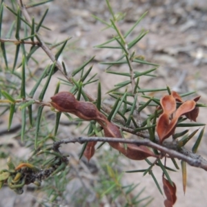 Acacia ulicifolia at Tuggeranong DC, ACT - 8 Jan 2015 08:09 PM