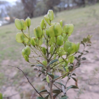 Bursaria spinosa (Native Blackthorn, Sweet Bursaria) at Tuggeranong DC, ACT - 8 Jan 2015 by michaelb