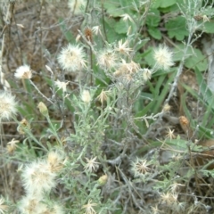 Vittadinia gracilis at Farrer, ACT - 31 Jan 2015