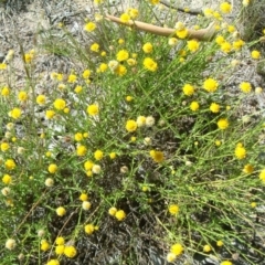 Calotis lappulacea (Yellow Burr Daisy) at Farrer Ridge - 31 Jan 2015 by julielindner