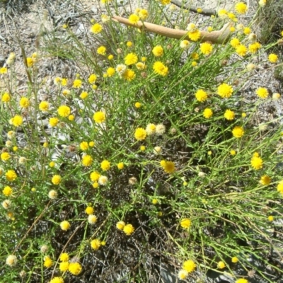 Calotis lappulacea (Yellow Burr Daisy) at Farrer Ridge - 30 Jan 2015 by julielindner