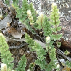 Cheilanthes distans (Bristly Cloak Fern) at Wanniassa Hill - 30 Jan 2015 by julielindner