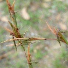 Cymbopogon refractus (Barbed-wire Grass) at Wanniassa Hill - 29 Jan 2015 by julielindner