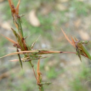 Cymbopogon refractus at Wanniassa Hill - 30 Jan 2015 12:00 AM