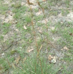 Cymbopogon refractus at Wanniassa Hill - 30 Jan 2015