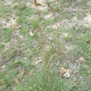 Cymbopogon refractus at Wanniassa Hill - 30 Jan 2015 12:00 AM