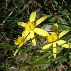 Tricoryne elatior (Yellow Rush Lily) at Fadden, ACT - 27 Jan 2015 by julielindner