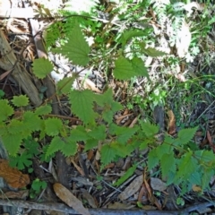 Urtica incisa (Stinging Nettle) at Paddys River, ACT - 30 Jan 2015 by galah681