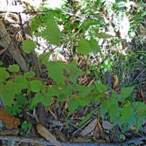 Urtica incisa at Paddys River, ACT - 31 Jan 2015 09:56 AM