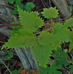 Urtica incisa at Paddys River, ACT - 31 Jan 2015 09:56 AM