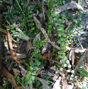 Asplenium flabellifolium at Paddys River, ACT - 31 Jan 2015 10:06 AM