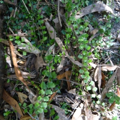 Asplenium flabellifolium (Necklace Fern) at Paddys River, ACT - 30 Jan 2015 by galah681