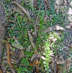 Asplenium flabellifolium at Paddys River, ACT - 31 Jan 2015 10:06 AM