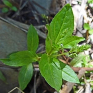 Veronica anagallis-aquatica at Paddys River, ACT - 31 Jan 2015 09:58 AM