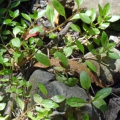 Veronica anagallis-aquatica at Paddys River, ACT - 31 Jan 2015 09:58 AM